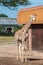 Rothschild Giraffe three weeks old