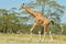 Rothschild Giraffe, Walking