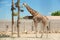 Rothschild giraffes at enclosure in zoo