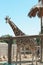 Rothschild giraffes at enclosure in zoo