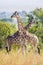 Rothschild Giraffes (Giraffa camelopardalis)