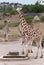 Rothschild giraffes (Giraffa camelopardalis rothschildi) in the