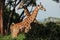 Rothschild giraffes at the Giraffe Centre in Nairobi, Kenya
