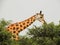 Rothschild giraffes in Murchison Falls National Park,Uganda