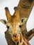 Rothschild giraffes in Murchison Falls National Park,Uganda
