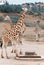 Rothschild giraffes in zoo