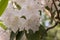 Rothschild hybrid Rhododendron Naomi Stella Maris creamy-white flowers