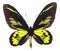 Rothschild`s birdwing tropical butterfly isolated