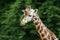 Rothschild\'s giraffe