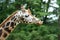 Rothschild\'s giraffe