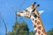 Rothschild s giraffe while eating