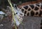 ROTHSCHILD S GIRAFFE eating