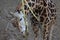 ROTHSCHILD S GIRAFFE eating