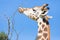 Rothschild s giraffe while eating Kenia