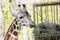 Rothschild\'s giraffe (Giraffa camelopardalis rothschildi) eats d