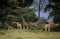 ROTHSCHILD`S GIRAFFE giraffa camelopardalis rothschildi, GROUP OF ADULTS IN BUSH, KENYA