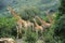 Rothschild`s Giraffe, giraffa camelopardalis rothschildi, Group with Adults and Young, Kenya