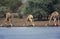 Rothschild`s Giraffe, giraffa camelopardalis rothschildi, Group Drinking at River, Kenya