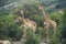 Rothschild`s Giraffe, giraffa camelopardalis rothschildi, Group standing in Bush, Kenya