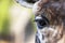 Rothschild`s Giraffe - Giraffa camelopardalis rothschildi - head portrait eye detail