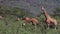 Rothschild`s Giraffe, giraffa camelopardalis rothschildi, Herd eating Bush, Nakuru Park in KenyA