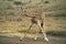ROTHSCHILD`S GIRAFFE giraffa camelopardalis rothschildi, READY TO DRINK IN A PUDDLE, KENYA