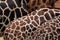 Rothschild\'s giraffe (Giraffa camelopardalis rothschildi) skin t