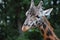 Rothschild\'s Giraffe (Giraffa camelopardalis rotschildi)