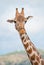 Rothschild\'s giraffe in national park.