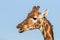 Rothschild`s giraffe with open mouth