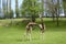 Rothschild\'s giraffe playing in spring time