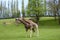 Rothschild\\\'s giraffe playing in spring time