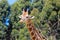 Rothschild s giraffe portrait Kenia