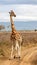 Rothschild`s Giraffe walking along a dirt track, Lake Nakuru National Park