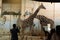 Rothschild\'s giraffes (Giraffa camelopardalis rothschildi) at Prague Zoo