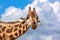 Rothschilds giraffe, Giraffa camelopardalis rothschildi, closeup of head and neck against summer sky.