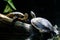 Roti Island snake-necked turtle