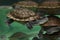 Roti Island snake-necked turtle Chelodina mccordi