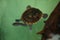 Roti Island snake-necked turtle Chelodina mccordi