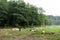 Rotorua sheep, agriculture field. Flock animal, countryside