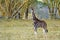 Rotschild giraffe baby, Lake Nakuru National Park, Kenya