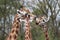 Rotschild giraffe group