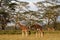 Rotschild giraffes, Lake Nakuru National Park, Kenya