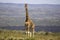 Rotschild`s Giraffe, giraffa camelopardalis rothschildi, Adult, Nakuru Park in Kenya