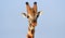 Rotschild`s giraffe, Murchison Falls National Park, Uganda