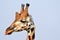 Rotschild`s giraffe, Murchison Falls National Park, Uganda