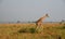 Rotschild`s giraffe, Murchison Falls National Park, Uganda