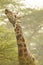 Rotschild`s giraffes Camelopardis Rotschildi in Lake Nakuru National Park, Kenya
