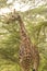 Rotschild`s giraffes Camelopardis Rotschildi in Lake Nakuru National Park, Kenya