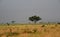 Rotschild`s giraffes, Murchison Falls National Park, Uganda